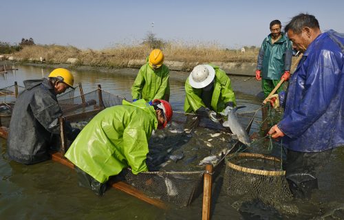 Carp Farming in China - Aquaculture workers harvest Black Carp and Crucian Carp.