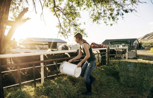 Rural scene of sunlit farmyard in early evening, USA