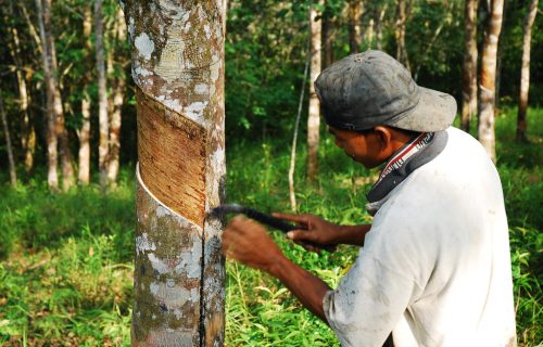 Rubber Plantation Tapper