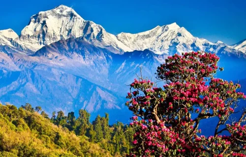 bg-nepal