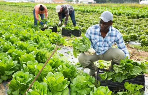 skilled-african-american-agricultural-worker-gathering-crop-green-chard-vegetable-plantation-spring-harvest-250443419