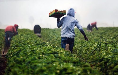 strawberry-farmers